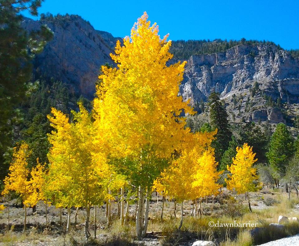 Trees with some yellow leaves by Dawn Barrier